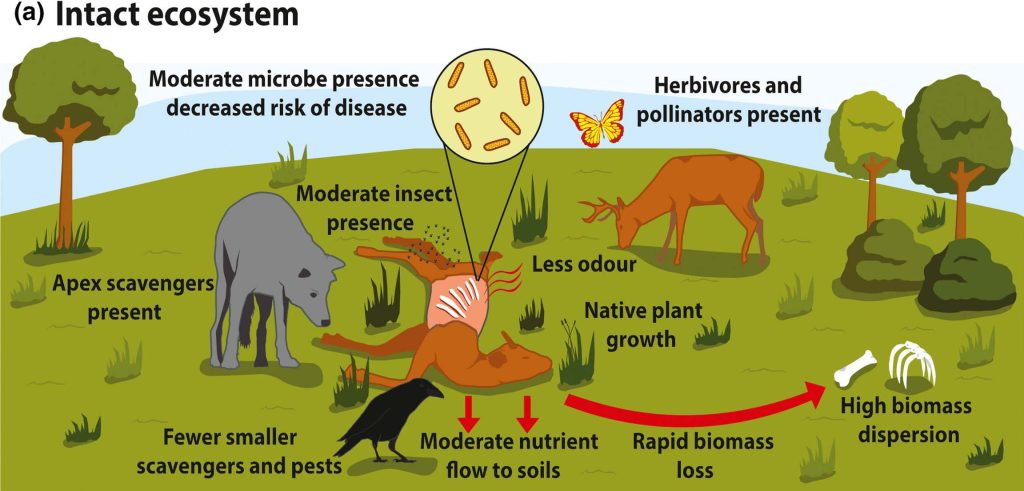 Illustration of a decomposing animal carcass and further illustrations relating to the following text:
(a) Intact ecosystem
Moderate microbe presence decreased risk of disease,
Moderate insect presence,
Apex scavengers present,
Fewer smaller scavengers and pests,
Herbivores and pollinators present,
Less odour,
Native plant growth,
Moderate nutrient flow to soils,
Rapid biomass loss,
High biomass dispersion