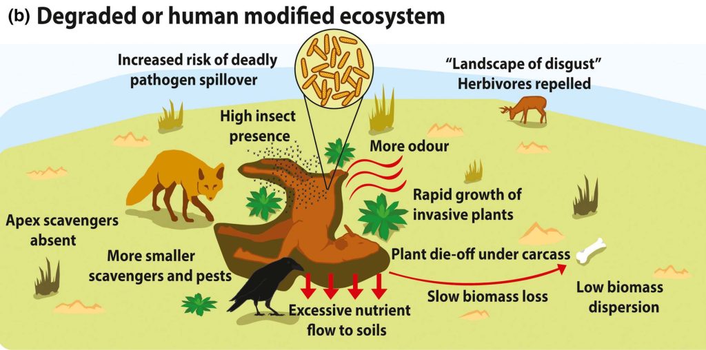Illustration of a decomposing animal carcass and further illustrations relating to the following text:
(b) Degraded or human modified ecosystem
Increased risk of deadly pathogen spillover,
High insect presence,
Apex scavengers absent,
More smaller scavengers and pests,
More odour,
"Landscape of disgust" Herbivores repelled,
Rapid growth of invasive plants,
Excessive nutrient flow to soils,
Plants die-off under carcass,
Slow biomass loss, low biomass dispersion.